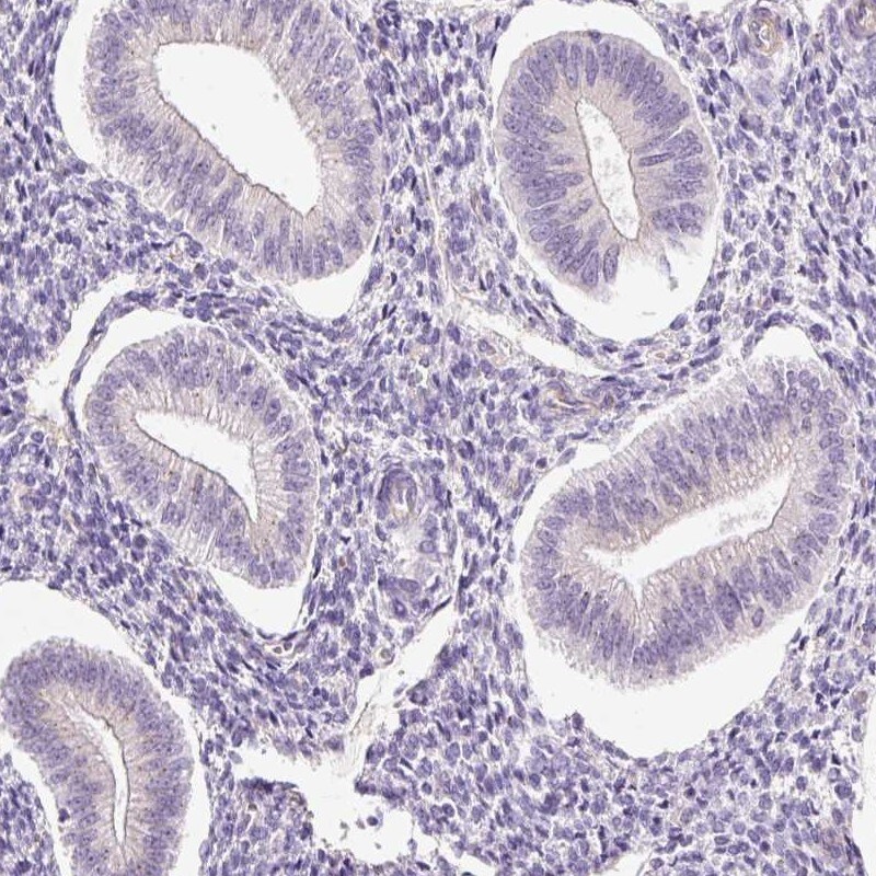 HspA4L Antibody - BSA Free Immunohistochemistry-Paraffin: HspA4L Antibody [NBP2-48700]