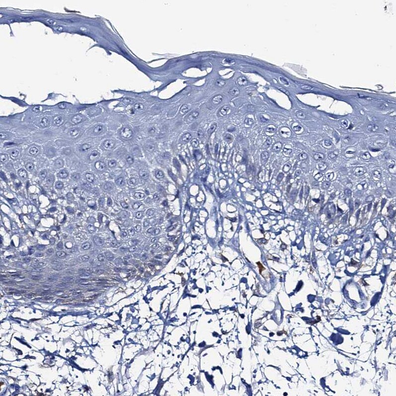Fumarylacetoacetate hydrolase Antibody - BSA Free Immunohistochemistry-Paraffin: Fumarylacetoacetate hydrolase Antibody [NBP2-48736]