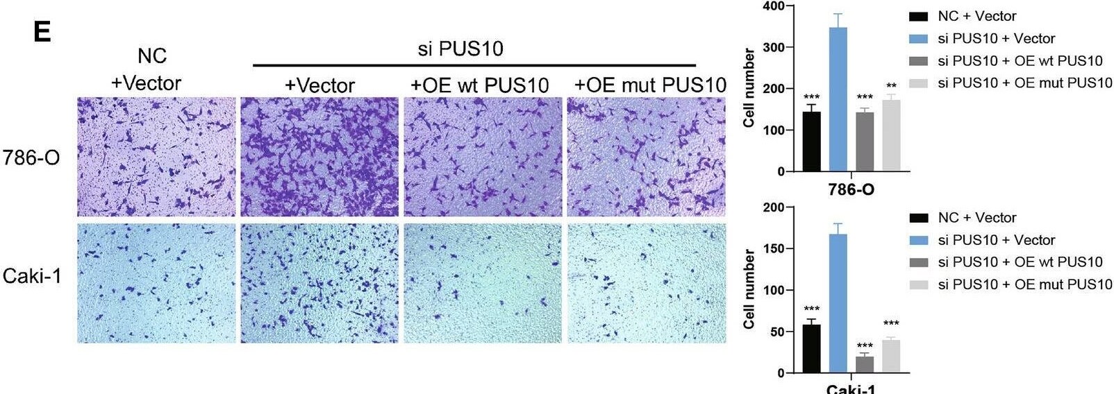 PUS10 Antibody - BSA Free