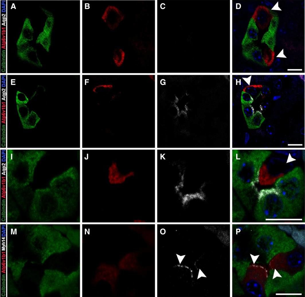 Calbindin D-28K Antibody