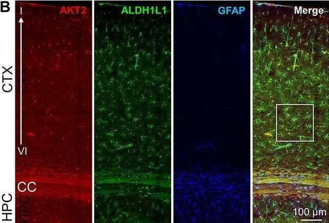 ALDH1L1 Antibody (2E7) - BSA Free