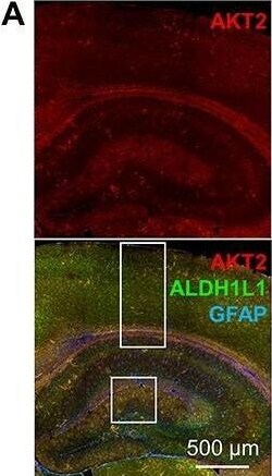 ALDH1L1 Antibody (2E7) - BSA Free