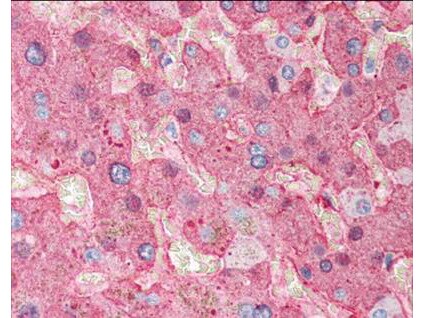 Fibrinogen Antibody