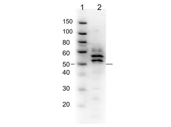 Fibrinogen Antibody