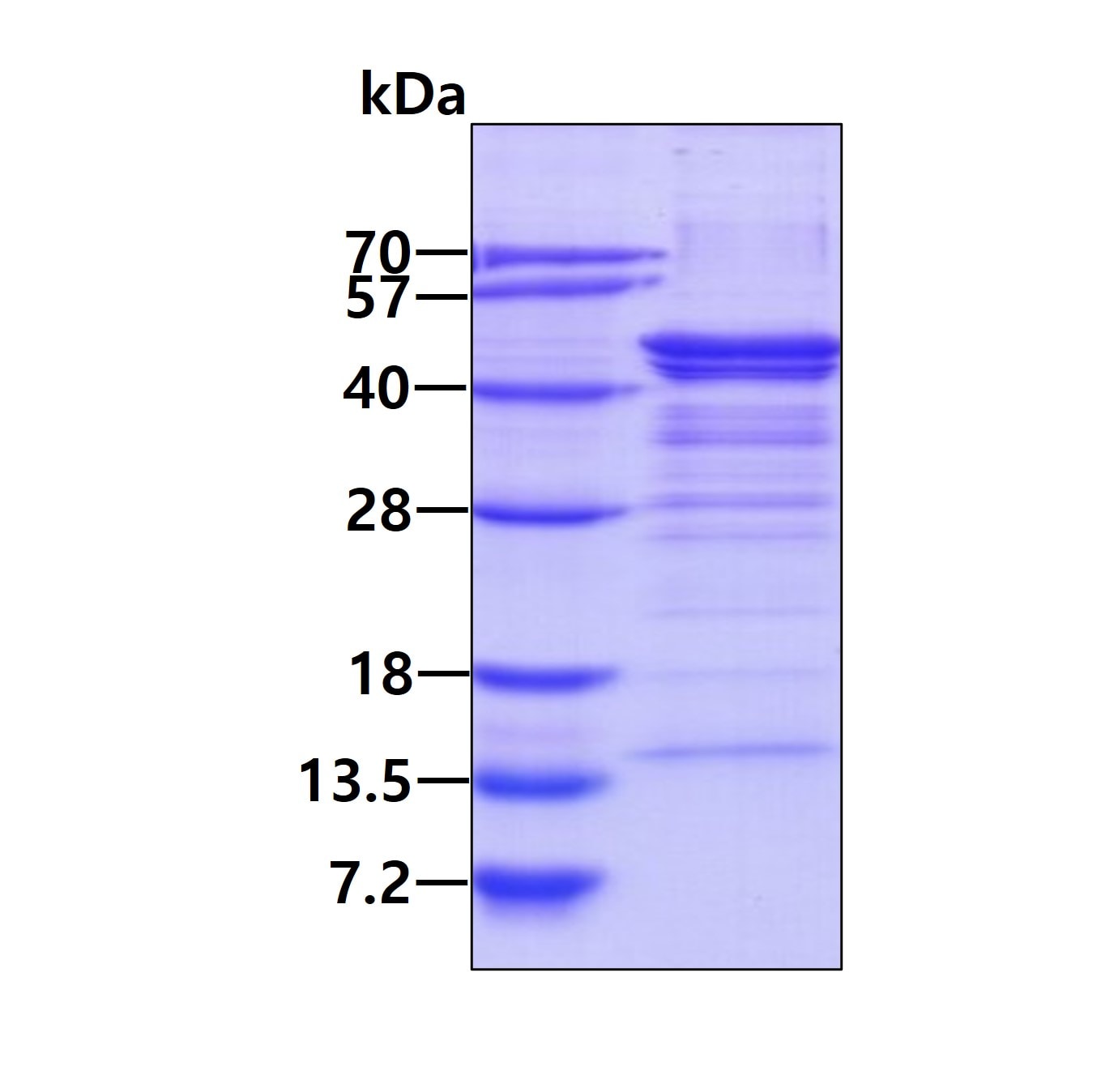 Recombinant Human Nudel His Protein SDS-Page: Nudel Recombinant Protein [NBP2-51802]