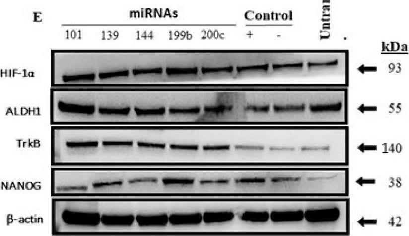 TrkB Antibody (8D2E8) - BSA Free