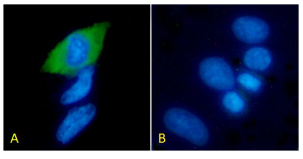 His Tag Antibody (3D5) - Chimeric - Azide and BSA Free