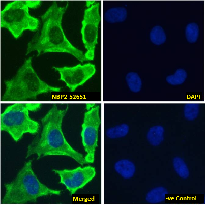 EGFR Antibody (528) - Chimeric - Azide and BSA Free