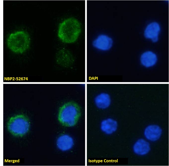 Complement Component C3aR Antibody (3G7) - Chimeric - Azide and BSA Free