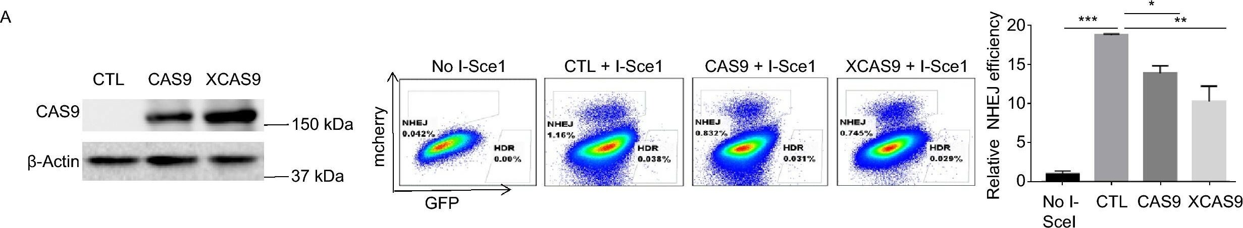CRISPR-Cas9 Antibody