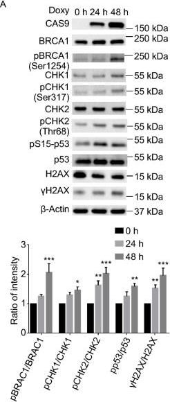 CRISPR-Cas9 Antibody