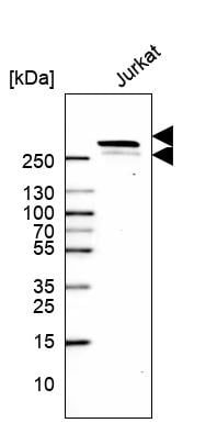 PCM1 Antibody (CL0206) - BSA Free Western Blot: PCM1 Antibody (CL0206) [NBP3-52444]