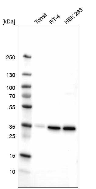 Syntaxin 7 Antibody (CL0257) - BSA Free Western Blot: Syntaxin 7 Antibody (CL0257) [NBP3-52445]