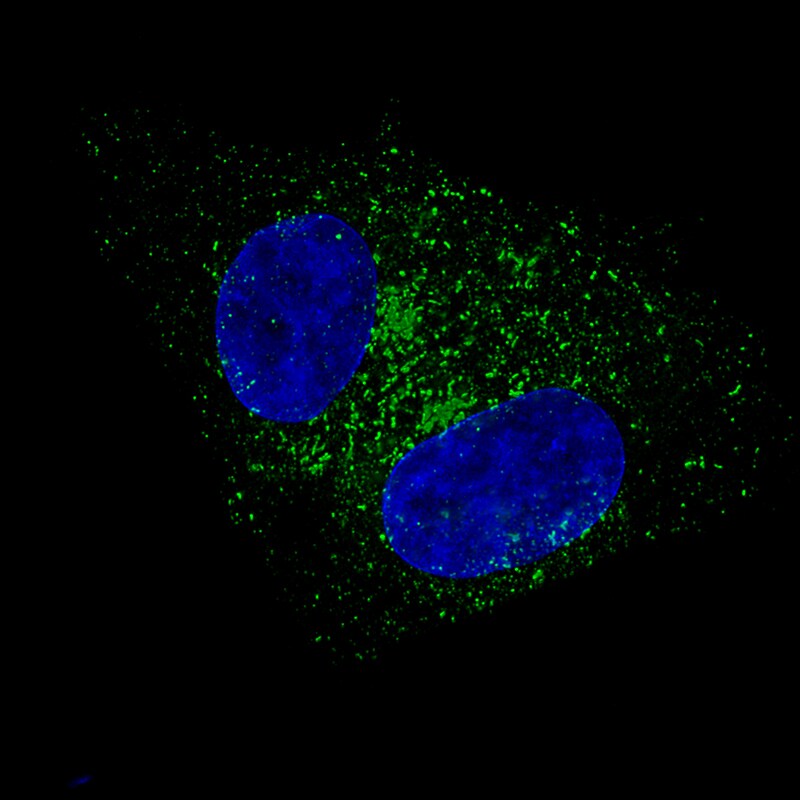 Fibulin 1 Antibody (CL0337) Immunocytochemistry/Immunofluorescence: Fibulin 1 Antibody (CL0337) [NBP2-52918]