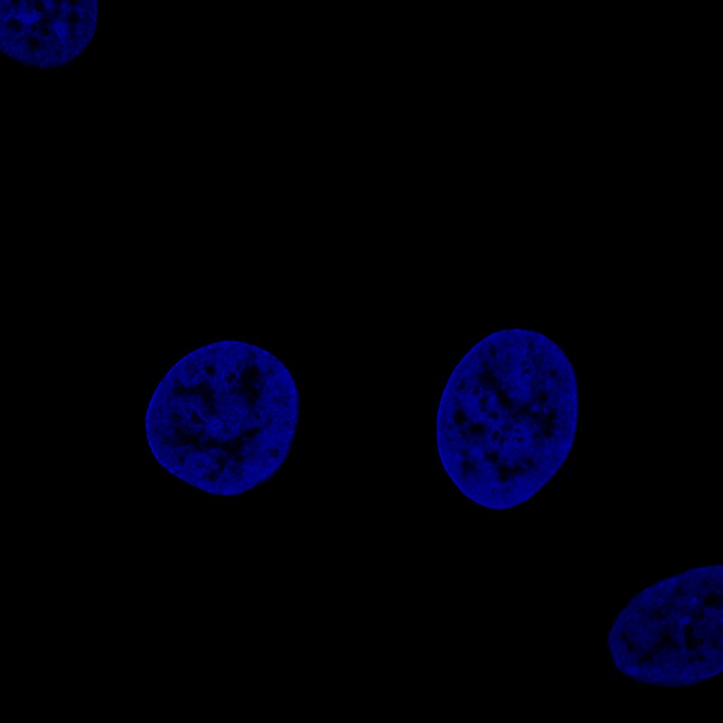Fibulin 1 Antibody (CL0337) Immunocytochemistry/Immunofluorescence: Fibulin 1 Antibody (CL0337) [NBP2-52918]