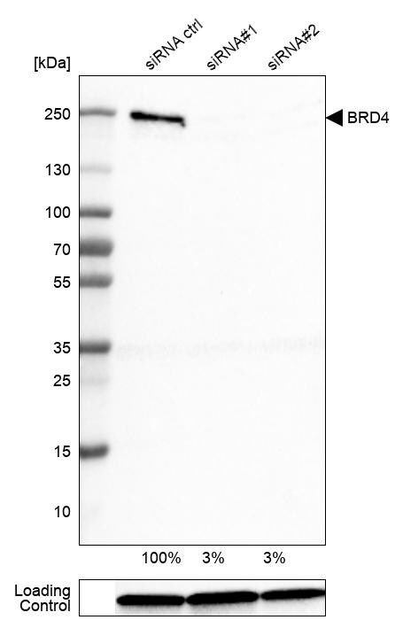 BRD4 Antibody (CL1115) - BSA Free Western Blot: BRD4 Antibody (CL1115) [NBP3-52453]