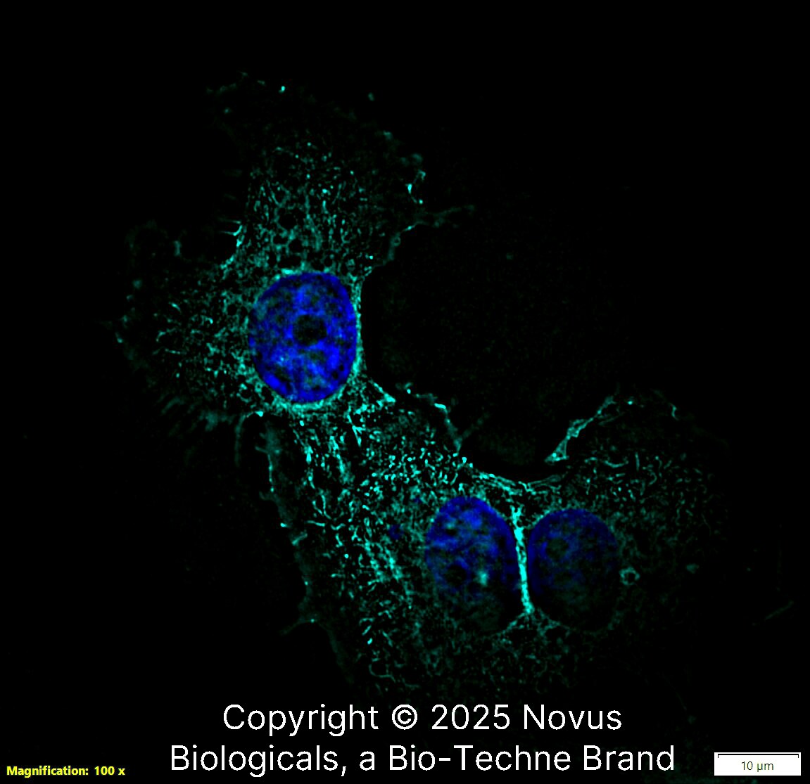 Ezrin Antibody [Alexa Fluor® 647]