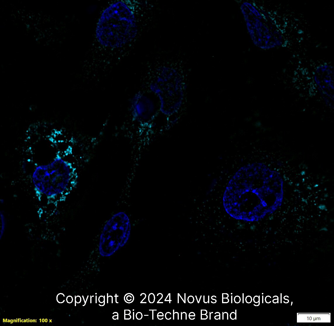 Apolipoprotein A-I/ApoA1 Antibody [Alexa Fluor® 647]