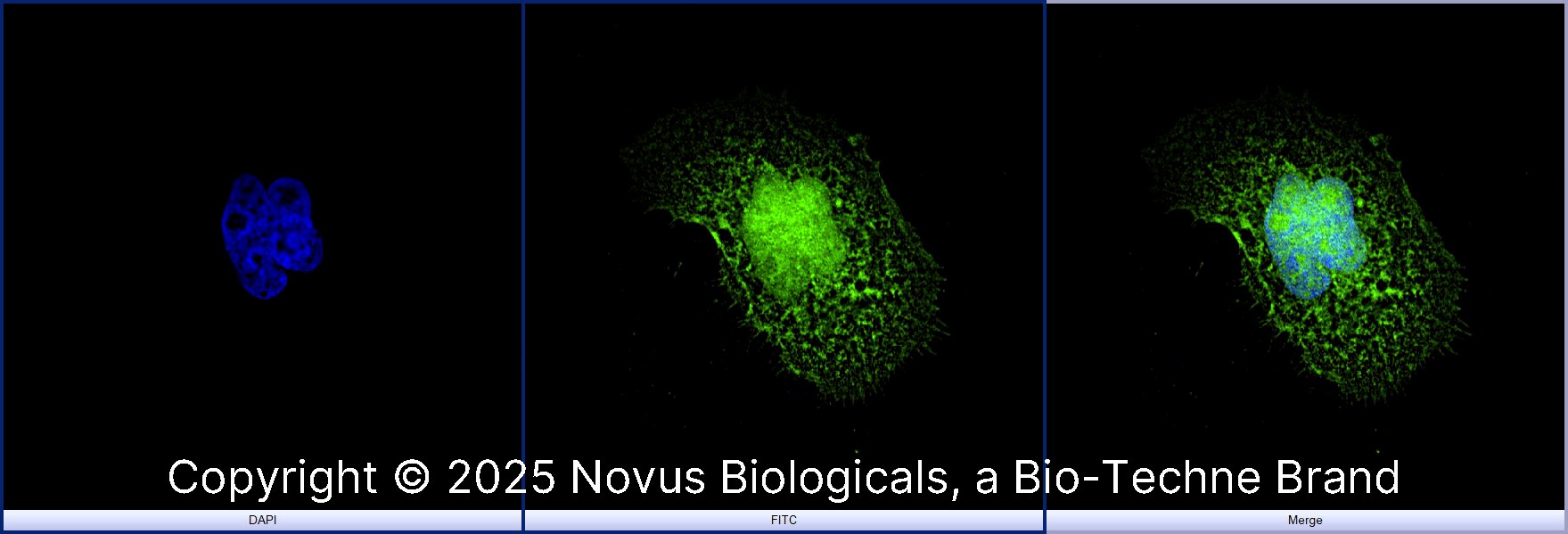 Thioredoxin-1 Antibody [Alexa Fluor® 488]