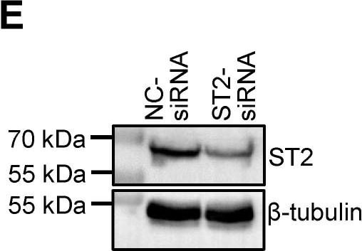 ST2/IL-33R Antibody