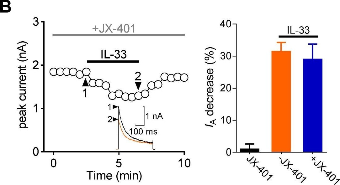 ST2/IL-33R Antibody