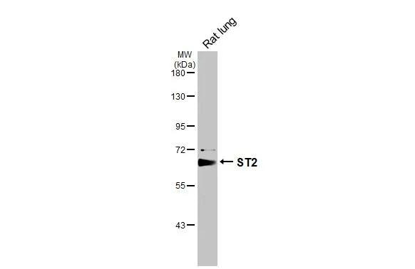 ST2/IL-33R Antibody - BSA Free