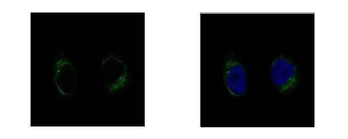 TUBGCP2 Antibody - BSA Free