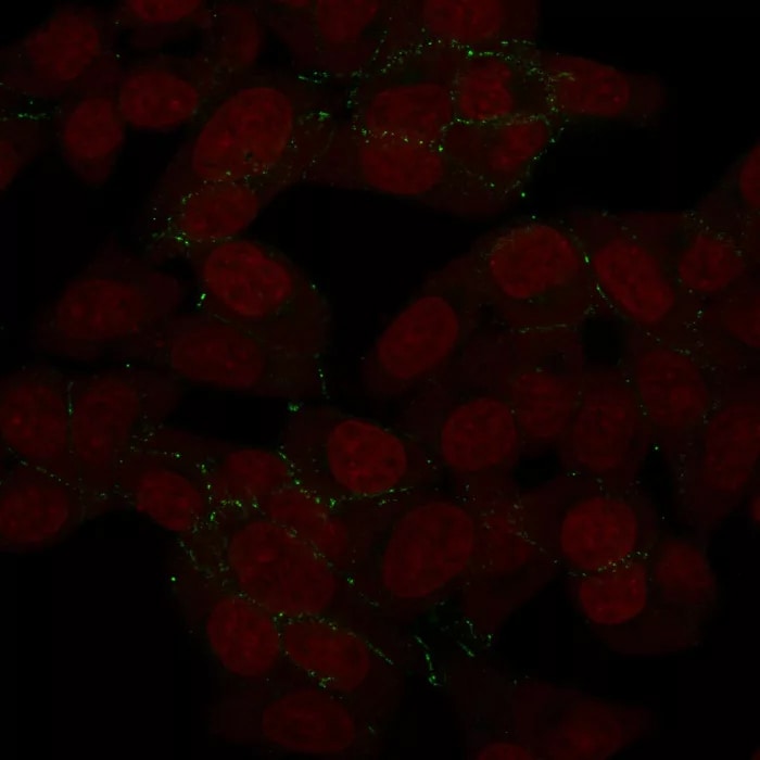 N-Cadherin Antibody (8C11) Immunocytochemistry/ Immunofluorescence: N-Cadherin Antibody (8C11) [NBP2-53321] -