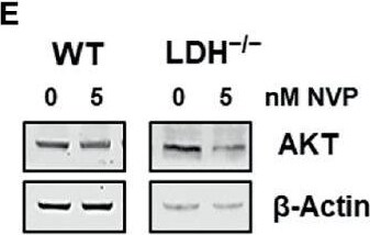 Lactate Dehydrogenase B Antibody - BSA Free