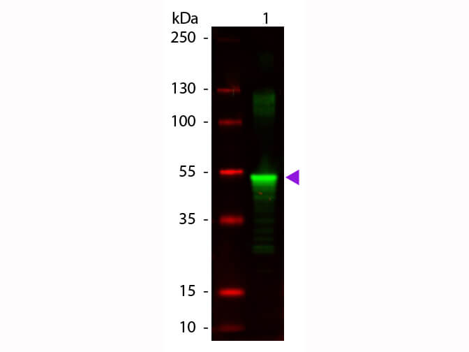 Protein A Antibody