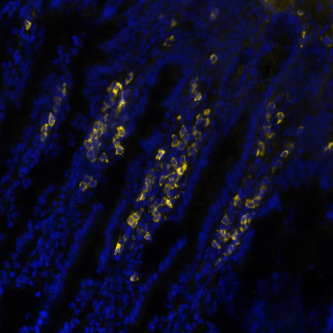 CD3 epsilon Antibody (C3e/1308) - Azide and BSA Free CD3 epsilon Antibody (C3e/1308)