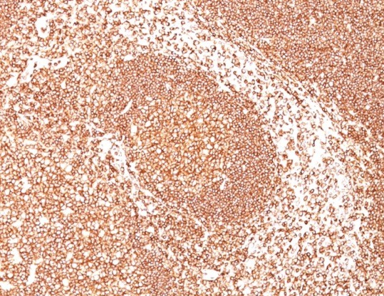 B220/CD45R Antibody (PTPRC/1461) - Azide and BSA Free