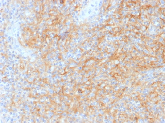 CD40/TNFRSF5 Antibody (C40/1605) - Azide and BSA Free