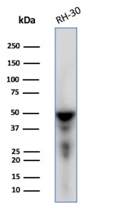 Desmin Antibody (DES/1711) - Azide and BSA Free Western Blot: Desmin Antibody (DES/1711) - Azide and BSA Free [NBP2-54503] -
