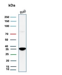 CD20 Antibody (rIGEL/773) - Azide and BSA Free Western Blot: CD20 Antibody (rIGEL/773) - Azide and BSA Free [NBP2-54591] -