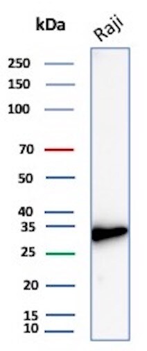 CD20 Antibody (rIGEL/773) - Azide and BSA Free Western Blot: CD20 Antibody (rIGEL/773) - Azide and BSA Free [NBP2-54591] -