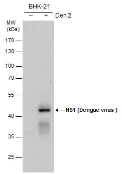 Dengue Virus NS1 protein Antibody - BSA Free