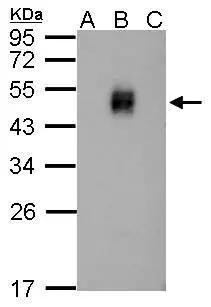 Dengue Virus NS1 protein Antibody - BSA Free