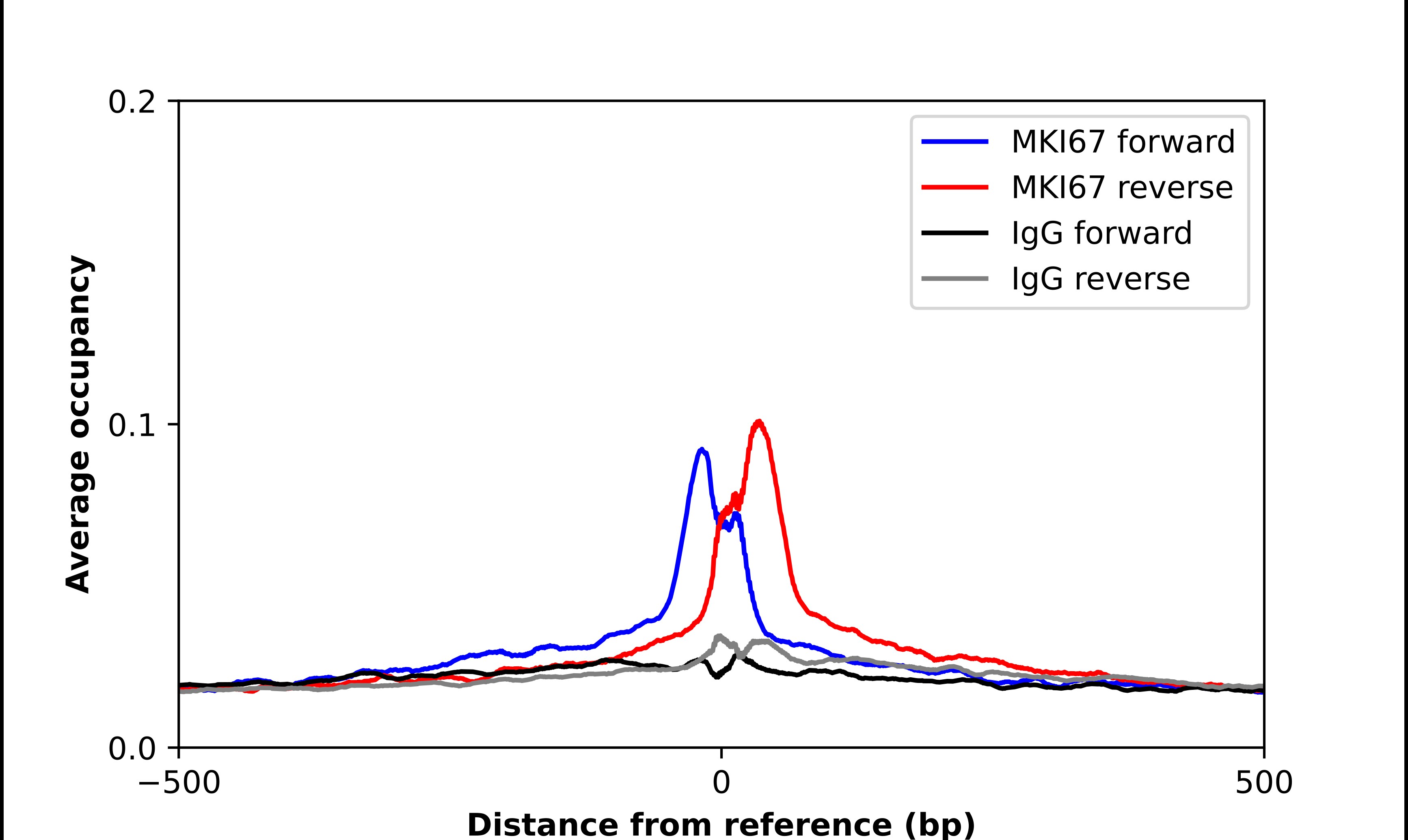 Ki67/MKI67 Antibody - BSA Free Chromatin Immunoprecipitation ChIP: Ki67/MKI67 Antibody - BSA Free