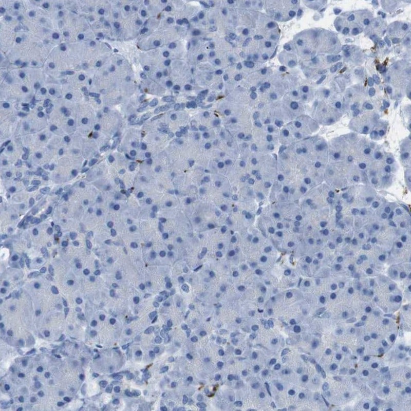 GAP-43 Antibody - BSA Free Immunohistochemistry-Paraffin: GAP-43 Antibody [NBP2-54671]