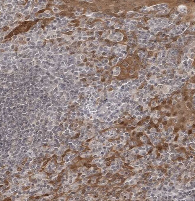 14-3-3 gamma Antibody - BSA Free