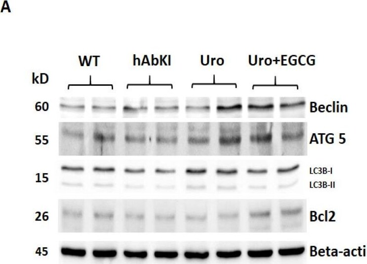 ATG5 Antibody - BSA Free