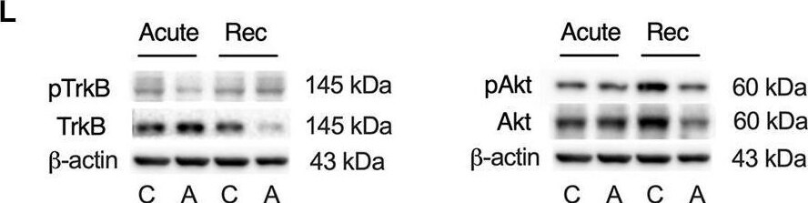 TrkB [p Tyr707, p Tyr706] Antibody - BSA Free