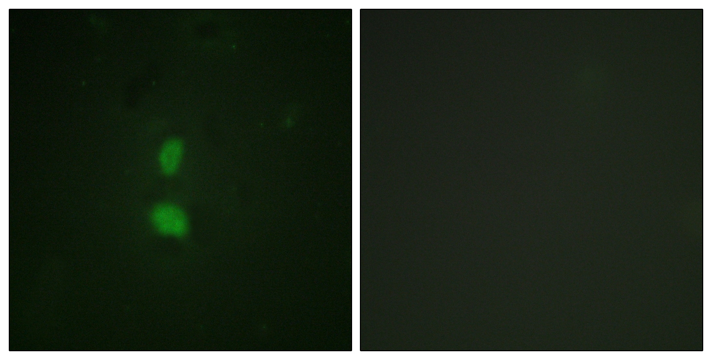 Snail [p Ser246] Antibody - BSA Free