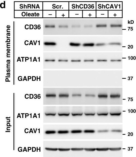 CD36 Antibody (1283D) - BSA Free