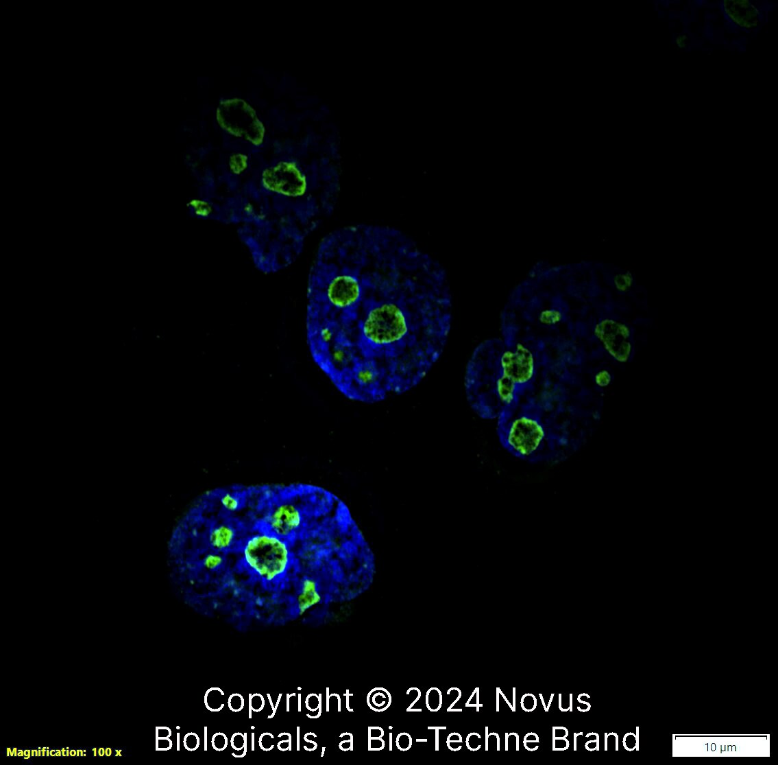 Ki67/MKI67 Antibody (1297A) - BSA Free