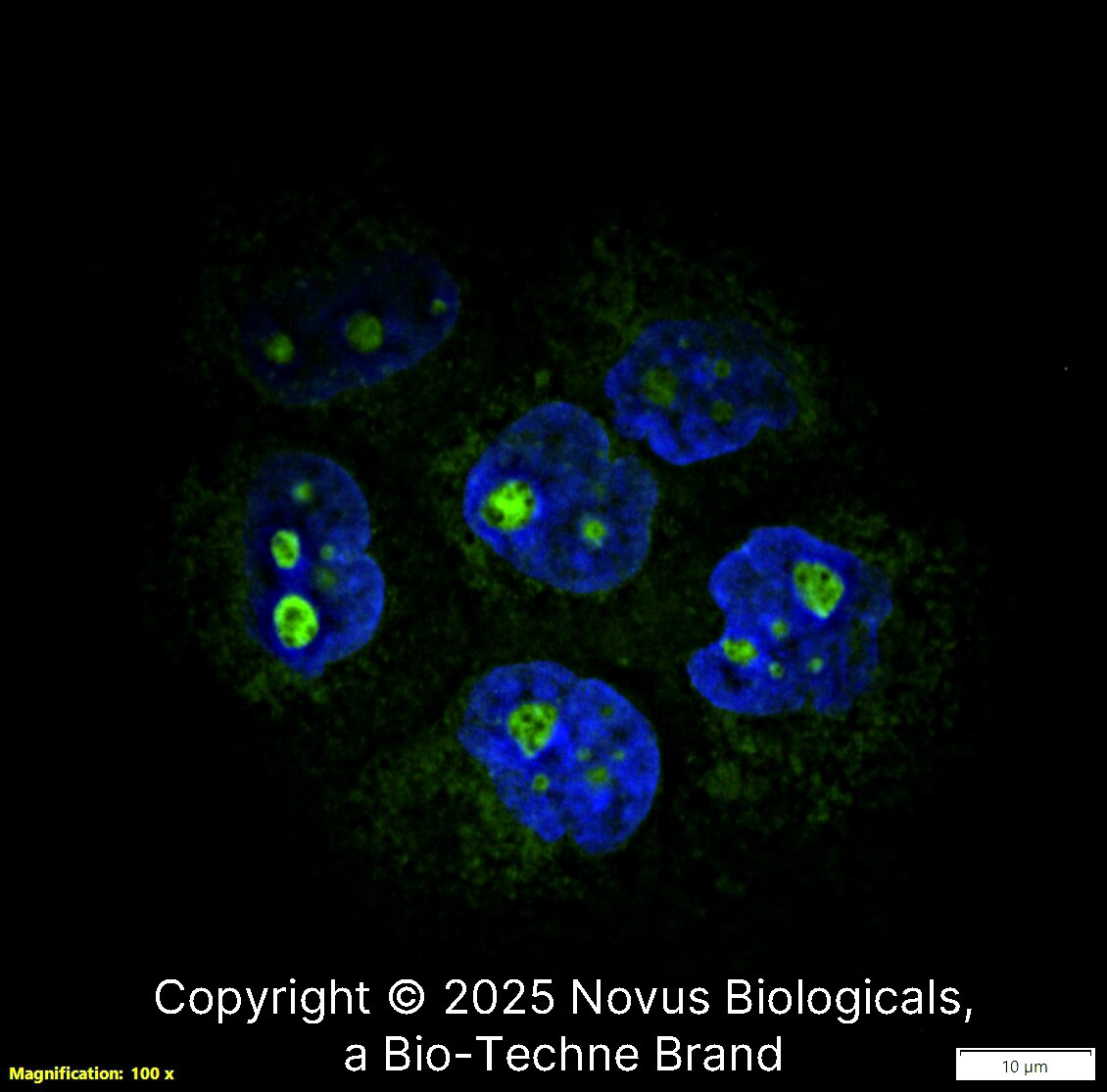 Ki67/MKI67 Antibody (1297A) - BSA Free