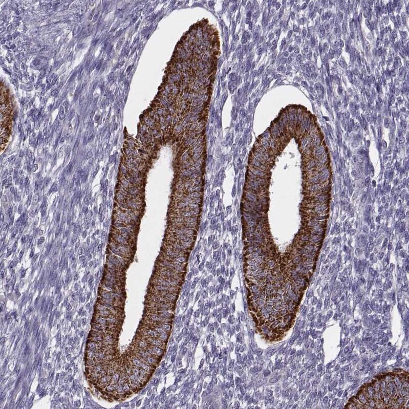 Kynurenine 3-Monooxygenase/KMO Antibody Immunohistochemistry-Paraffin: Kynurenine 3-Monooxygenase/KMO Antibody [NBP2-54915]