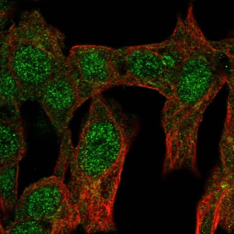 GCNF/NR6A1 Antibody - BSA Free Immunocytochemistry/ Immunofluorescence: GCNF/NR6A1 Antibody [NBP2-54922]