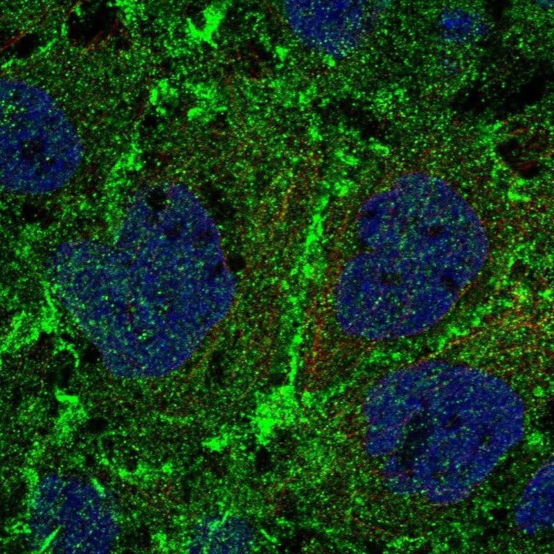 PTP mu/PTPRM Antibody - BSA Free Immunocytochemistry/ Immunofluorescence: PTP mu/PTPRM Antibody - BSA Free [NBP2-54929]